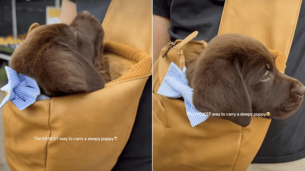 labrador puppy video