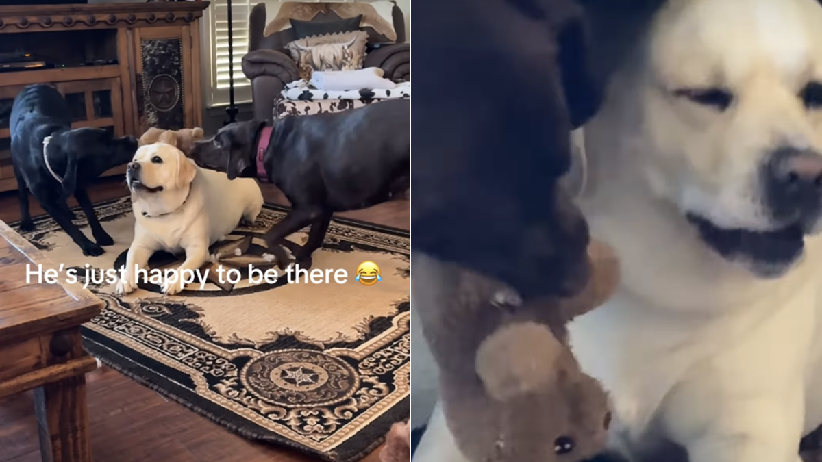 Labrador Stays Calm as Two Dogs Fight in Funny Video - DogTime