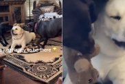 labrador video