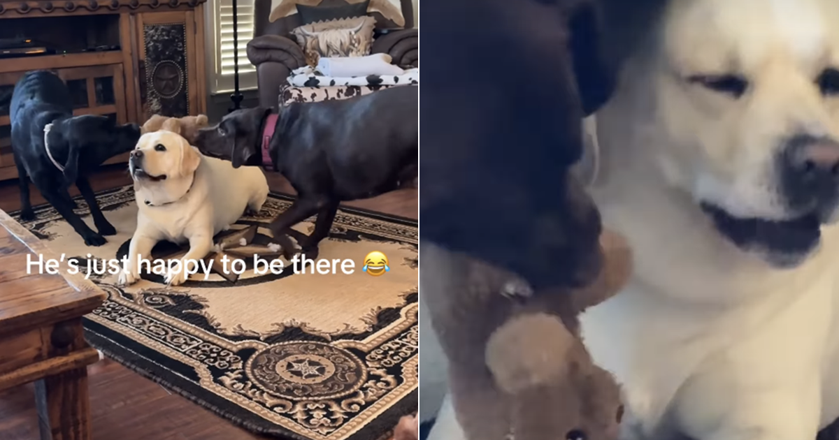 Labrador Stays Calm as Two Dogs Fight in Funny Video - DogTime