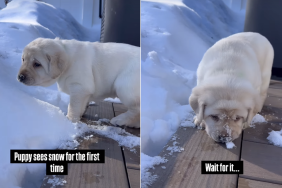 puppy snow video