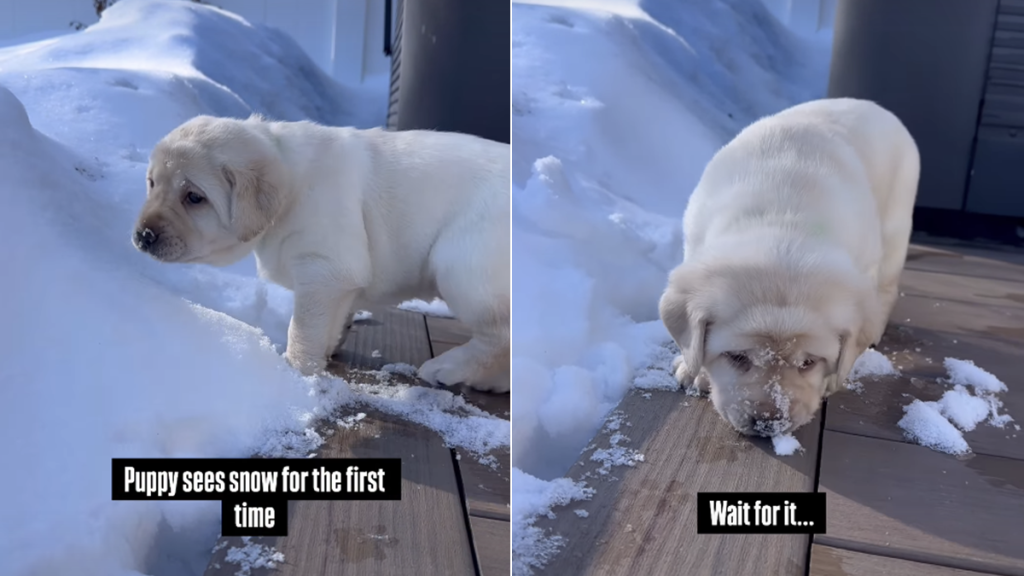 puppy snow video