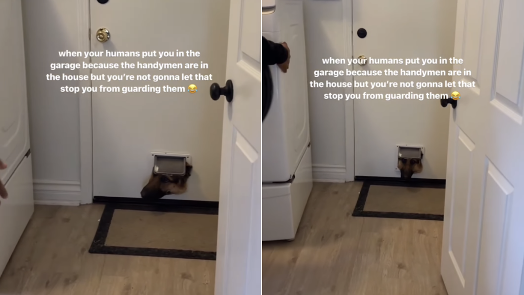 dog guard house video