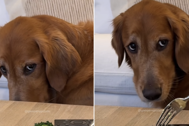golden retriever owners eat video