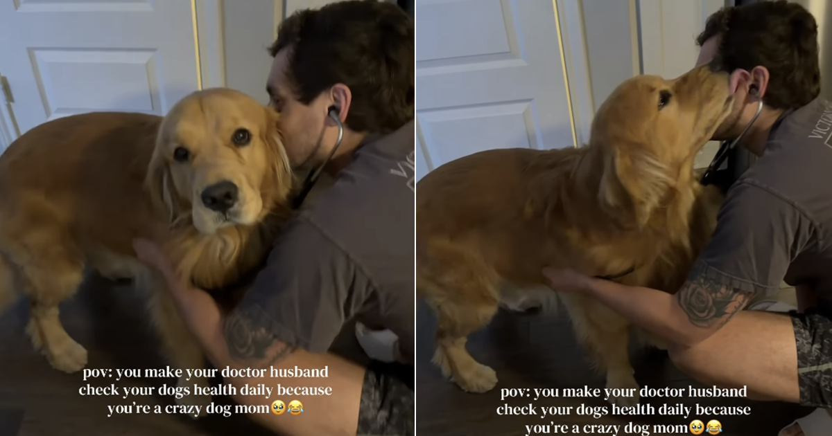 Golden Retriever Gets Daily Health Checkups Because of Dog Mom - DogTime Golden Retriever Gets Daily Health Checkups Because of Dog Mom - DogTime