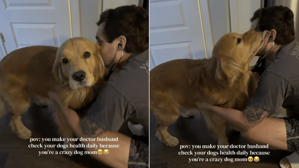 dog doctor video
