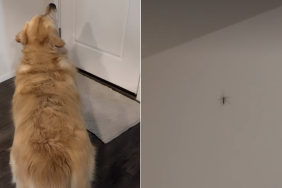 golden retriever mosquito video
