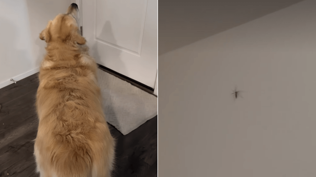 golden retriever mosquito video