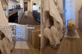 chow chow hide and seek video