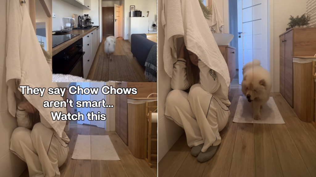 chow chow hide and seek video