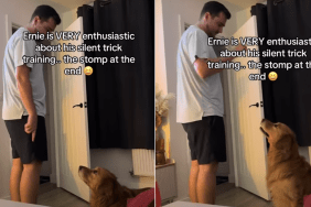 Golden Retriever silent trick video