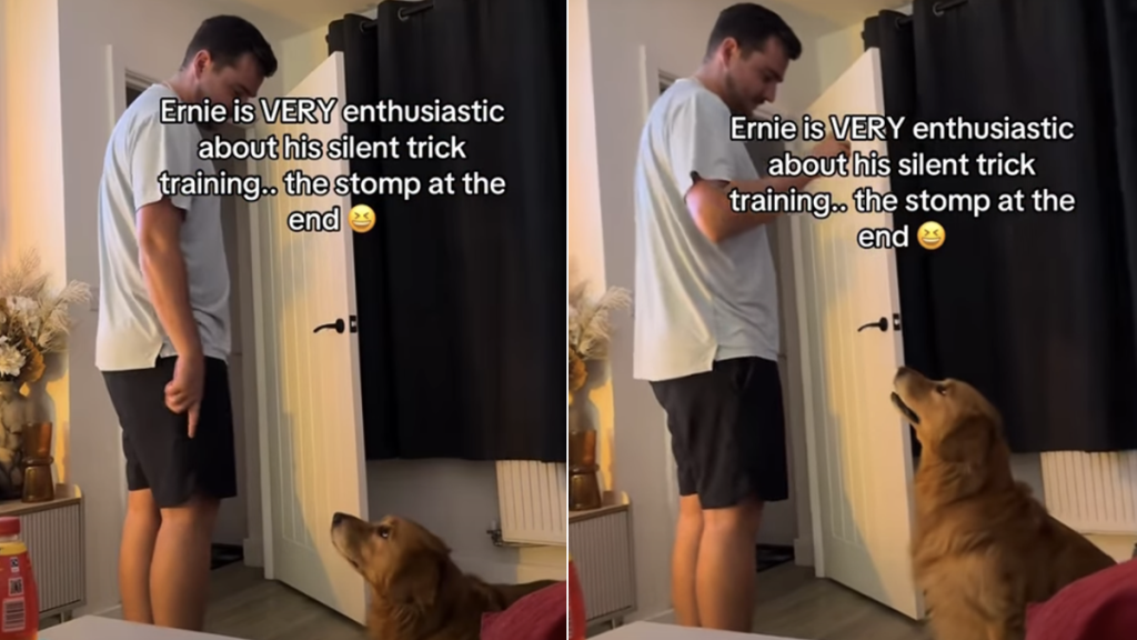 Golden Retriever silent trick video