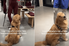 golden retriever treats