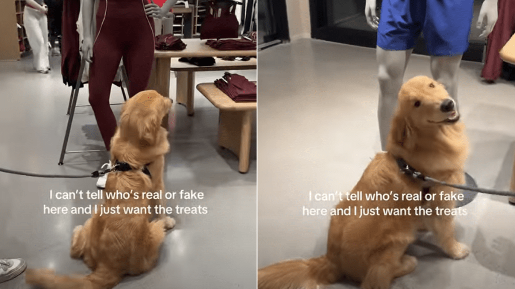 golden retriever treats