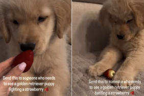 golden retriever puppy strawberry video