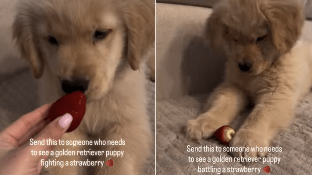 golden retriever puppy strawberry video
