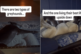 Rescue dogs sleeping