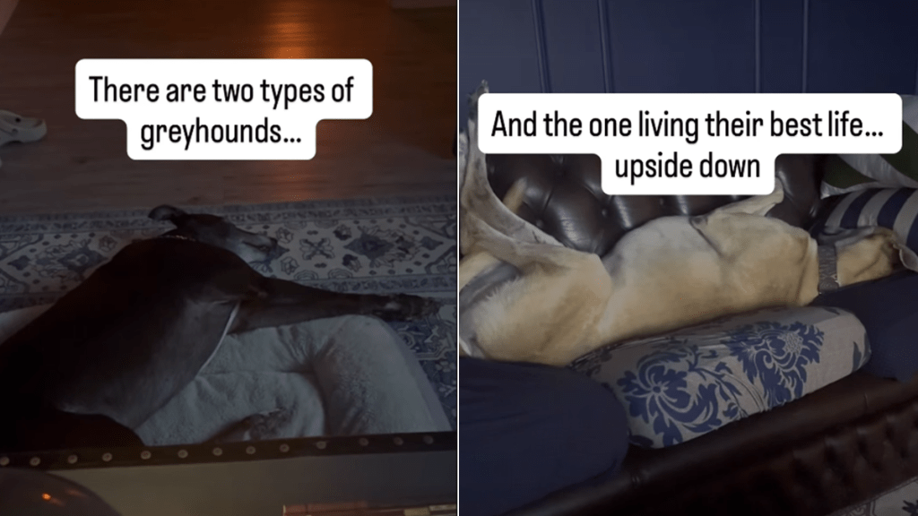 Rescue dogs sleeping