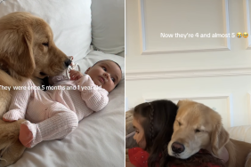 Golden Retriever tiny human video