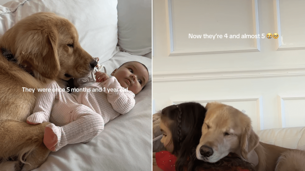 Golden Retriever tiny human video