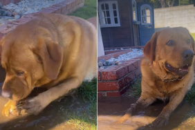 Labrador tiny human video