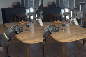 dog cat dinner video