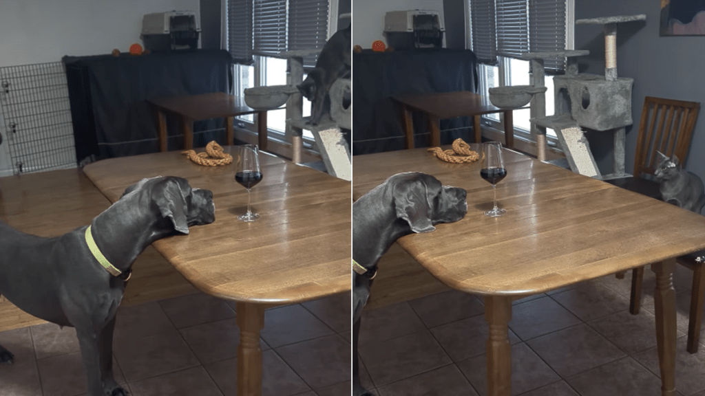 dog cat dinner video