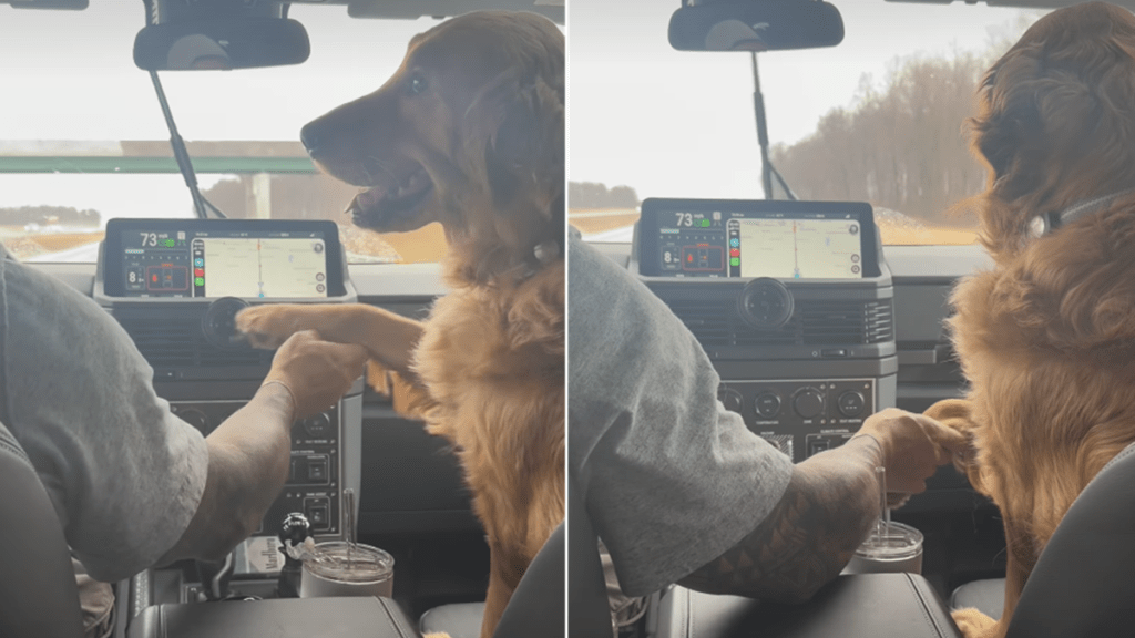 Golden Retriever dad