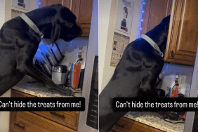 great dane treats