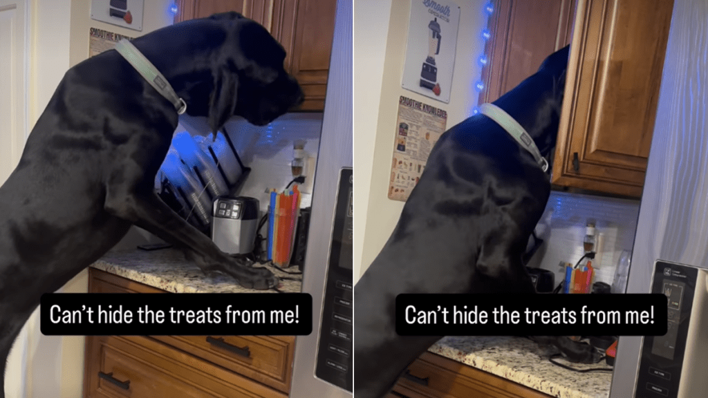 great dane treats