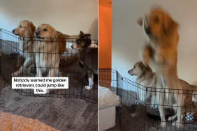 golden retriever jump video