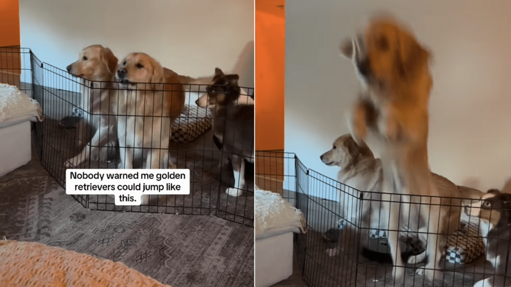 golden retriever jump video