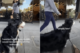 dog scent video
