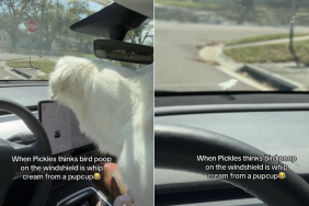 golden retriever pupcup