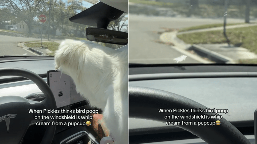 golden retriever pupcup