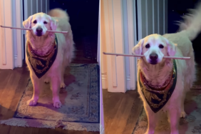 golden retriever tail