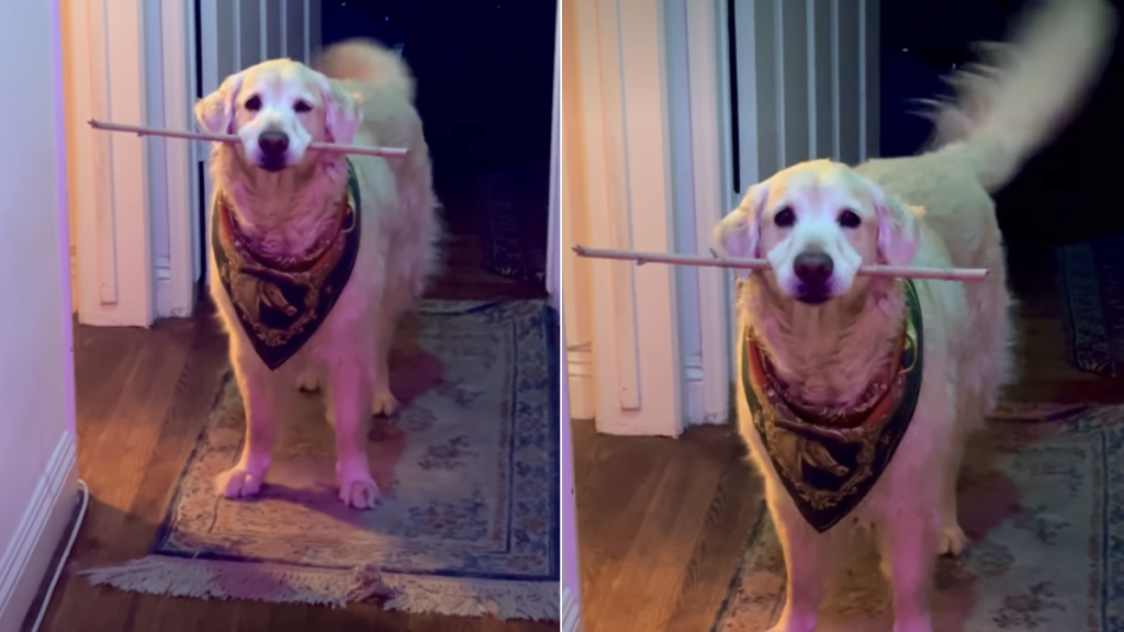 golden retriever tail