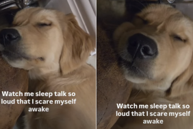 golden retriever puppy