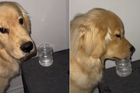golden retriever stealing video