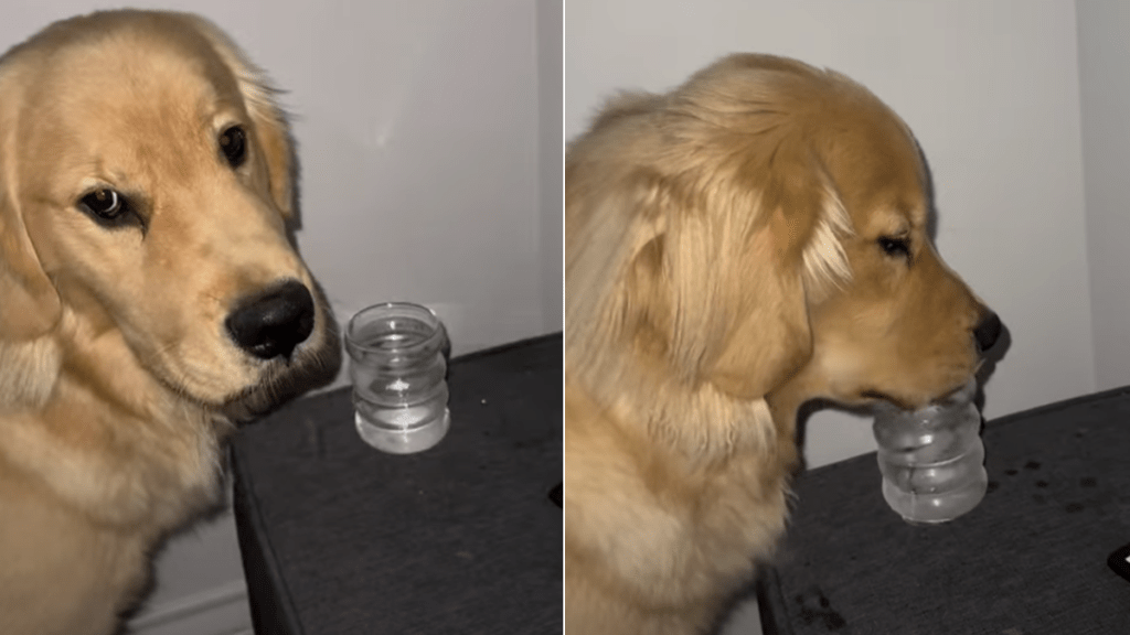 golden retriever stealing video