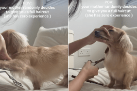 dog haircut video