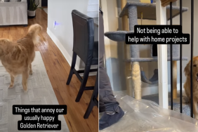 golden retriever video