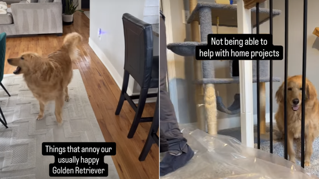 golden retriever video