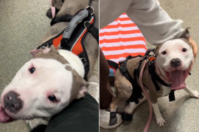 rescue dog prosthetic leg video