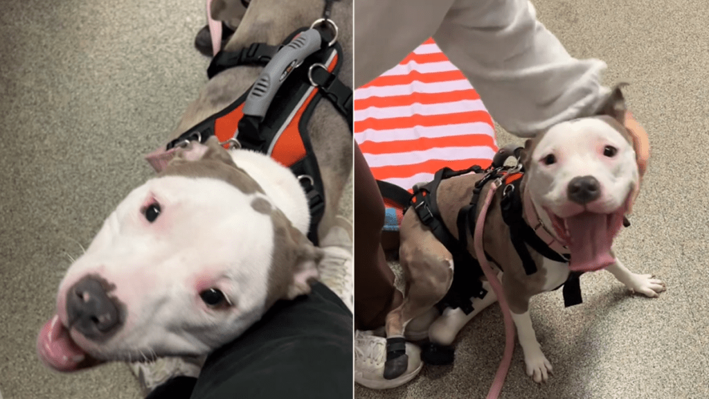 rescue dog prosthetic leg video