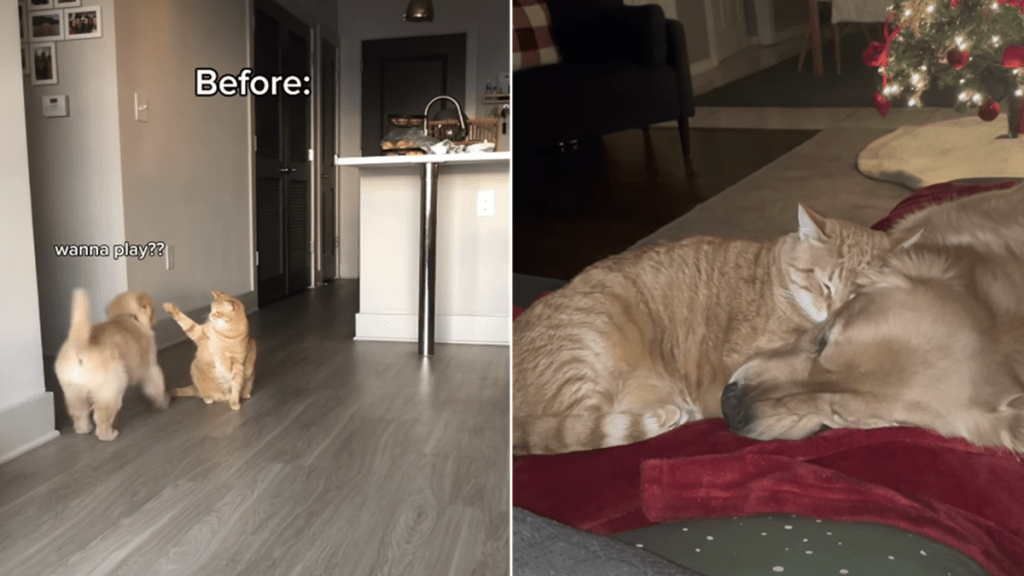 dog cat relationship video