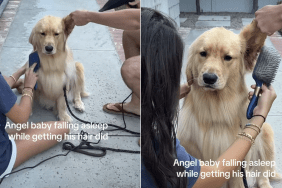 golden retriever puppy video