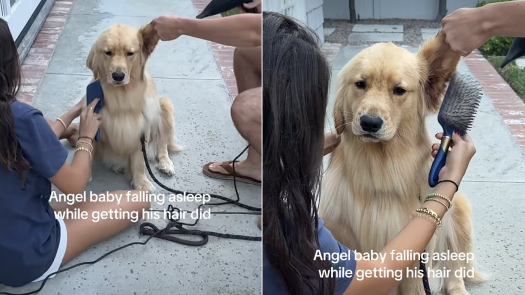 golden retriever puppy video