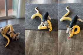 Yorkie Flaunts His 'Killer Instincts' While Battling a Toy Snake