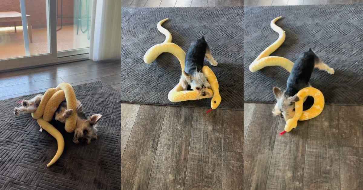 Yorkie Flaunts His 'Killer Instincts' While Battling a Toy Snake